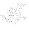 Neomycin B-arginine conjugate, Neomycin B-hexaarginine conjugate, NeoR6, NeoR