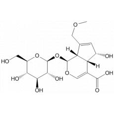 去乙酰车叶草苷酸甲酯