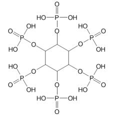ֲ