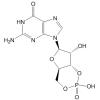 鸟苷3',5'-环状单磷酸酯