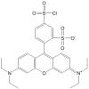 磺基罗丹明B酸氯