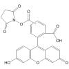 5(6)-羧基荧光素(N-羟基琥珀酰亚胺)酯