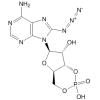 8-叠氮基腺苷基3':5'-环状单磷酸酯