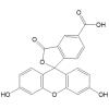 5(6)-羧基荧光素
